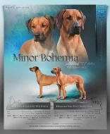 Rhodéský ridgeback - štěňátka s PP