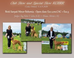 Rhodéský ridgeback - štěňátka s PP