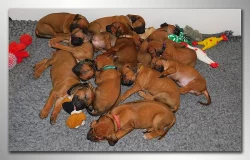 Rhodéský ridgeback - štěňátka s PP