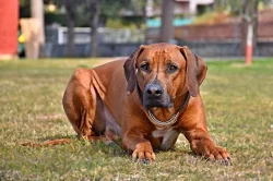 Rhodéský ridgeback - štěňátka s PP