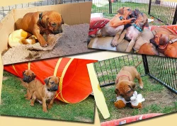 Rhodéský ridgeback - štěňátka s PP