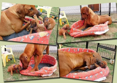 Rhodéský ridgeback - štěňátka s PP