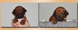 Rhodéský ridgeback - štěňátka s PP