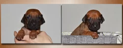 Rhodéský ridgeback - štěňátka s PP
