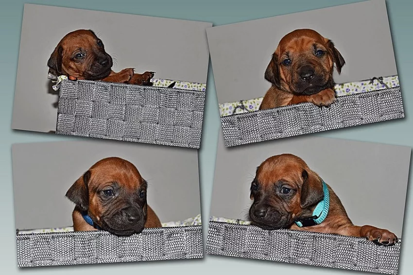 Rhodéský ridgeback - štěňátka s PP