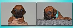 Rhodéský ridgeback - štěňátka s PP