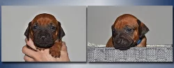 Rhodéský ridgeback - štěňátka s PP