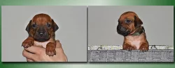 Rhodéský ridgeback - štěňátka s PP