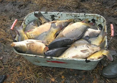 Kapr tržní 1,5-2kg  výlov 9.4.2022