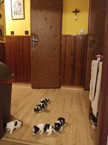 Biewer teriér štěňata