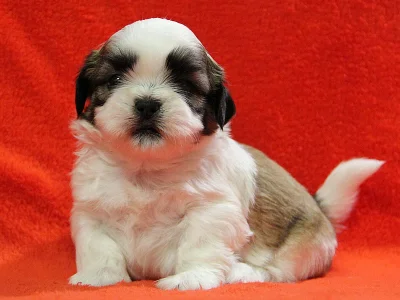 Shih-tzu, ši-tzu štěňátka s PP