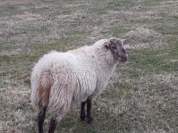 Vyměním beránka, kříženec Suffolk,
