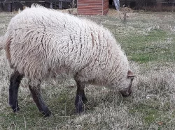 Vyměním beránka, kříženec Suffolk,