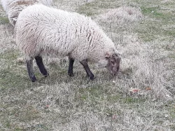 Vyměním beránka, kříženec Suffolk,