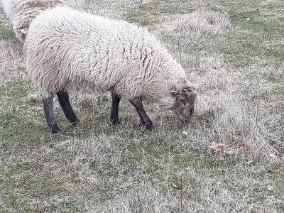 Vyměním beránka, kříženec Suffolk,