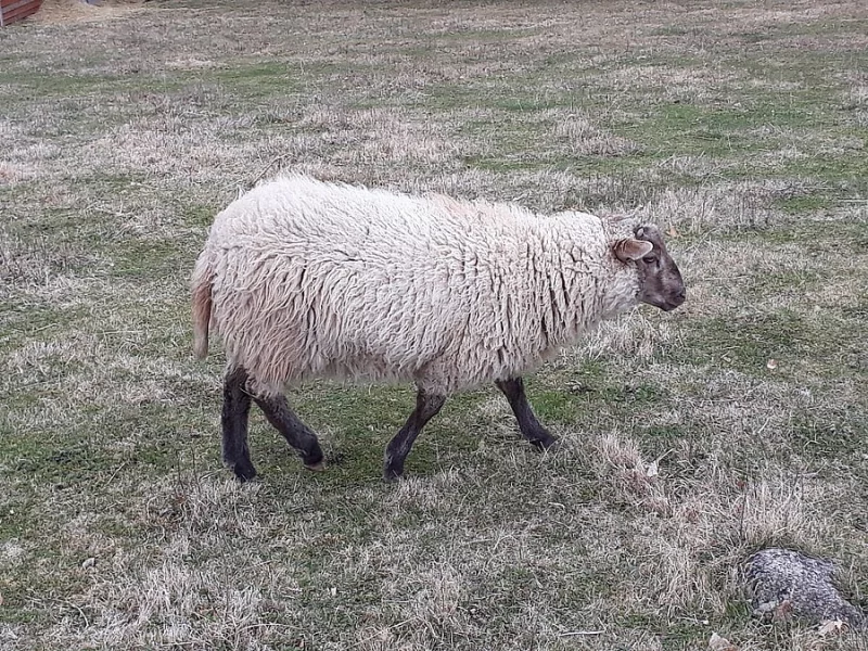 Vyměním beránka, kříženec Suffolk,