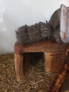 Osmáci degu - 4 samci