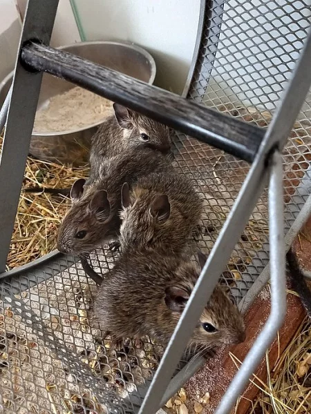 Osmáci degu - 4 samci