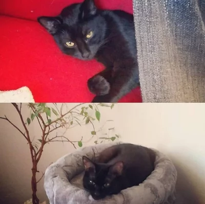 Sourozenci kocour a kočička ( necelé 4 roky)
