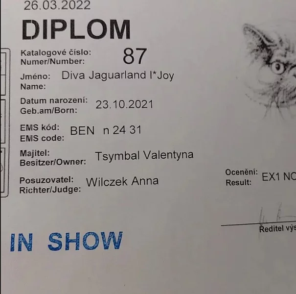 bengálské kotě