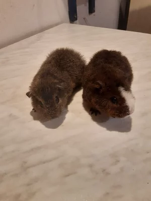 Morčata US Teddy