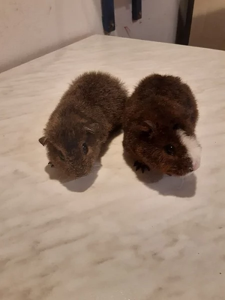 Morčata US Teddy