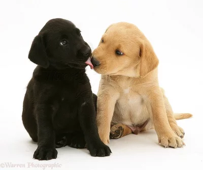 Doma vycvičená štěňata labradorského retrívra