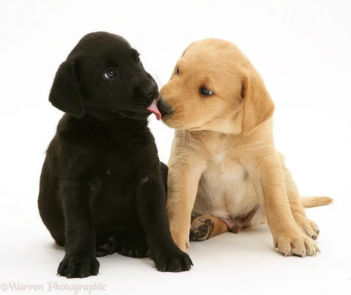 Doma vycvičená štěňata labradorského retrívra