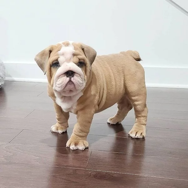 Akc registrovaná štěňata anglického buldoka