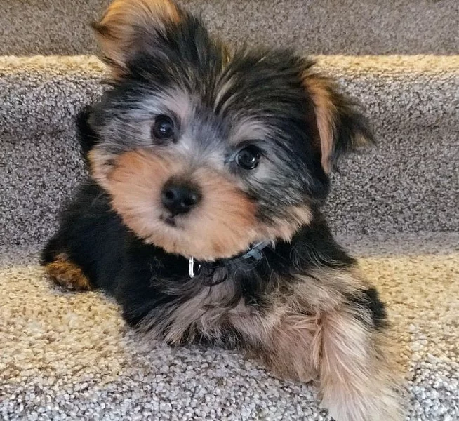 Krásný šálek Yorkie štěňata