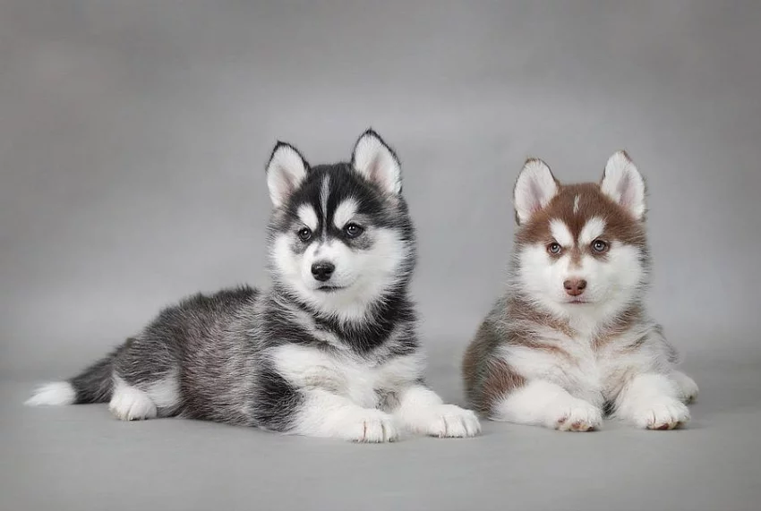 Akc čistokrevná štěňata sibiřského huskyho.