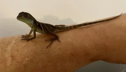 Agama Kočinčinská