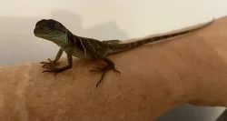 Agama Kočinčinská