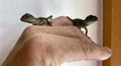 Agama Kočinčinská