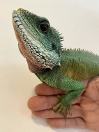 Agama Kočinčinská