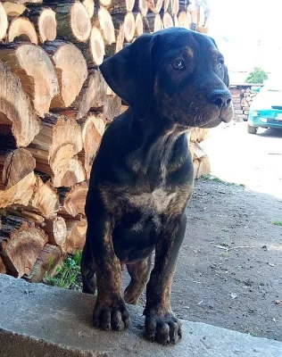 Catahoula