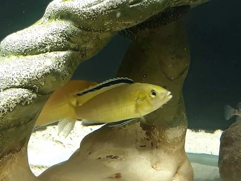 Tlamovec černoploutvý/žlutý P.Caeruleus 7-8cm