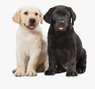 Sladká štěňata Labradora