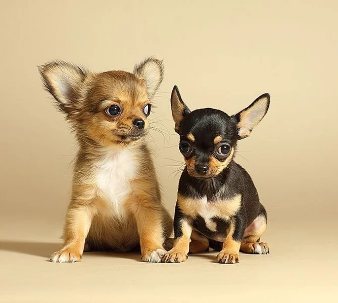 Dvě štěňata Chihuahua Pro Re-homing