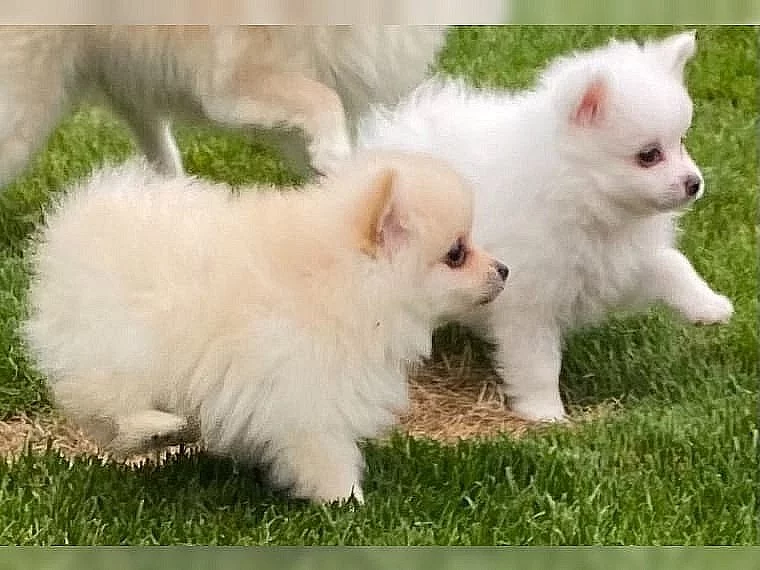 Pomeranian/Trpasličí špic štěňata