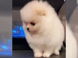 Pomeranian/Trpasličí špic štěňata