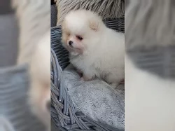 Pomeranian/Trpasličí špic štěňata