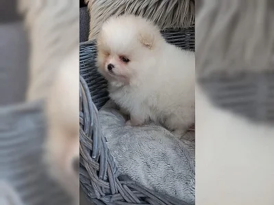 Pomeranian/Trpasličí špic štěňata