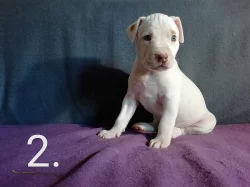 Americký pitbulteriér