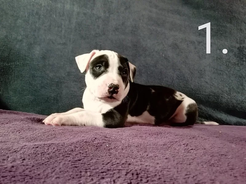 Americký pitbulteriér