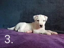 Americký pitbulteriér