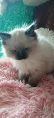 Kocourek Ragdoll