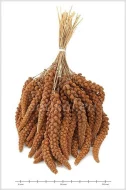 Senegalské proso, sépiové kosti a zlomky