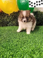 Pomeranian štěňata