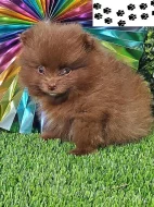 Pomeranian štěňata